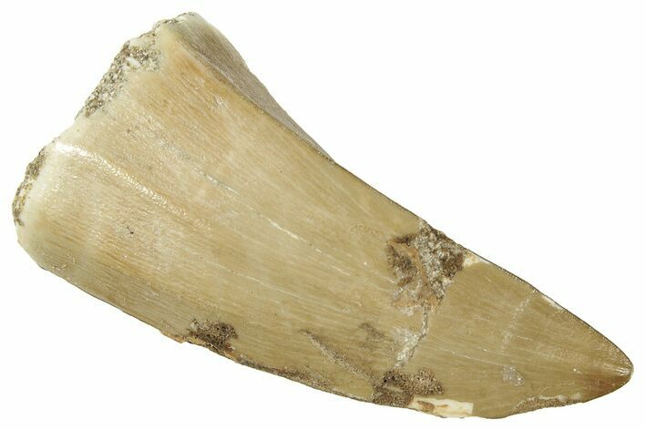 Fossil Mosasaur (Hainosaurus) Tooth - Morocco #326504